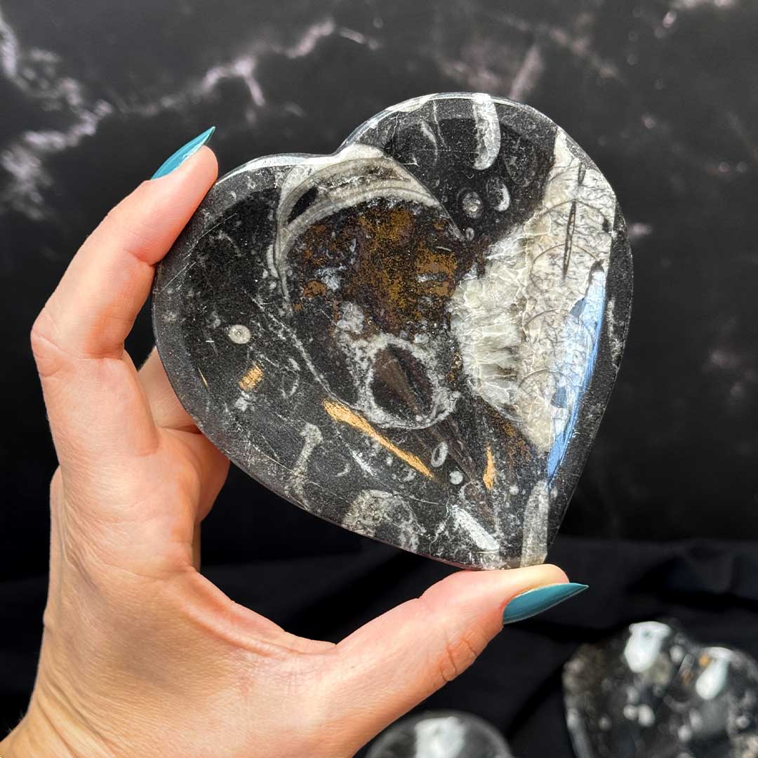 Ortocerász fosszília szív alakú tál