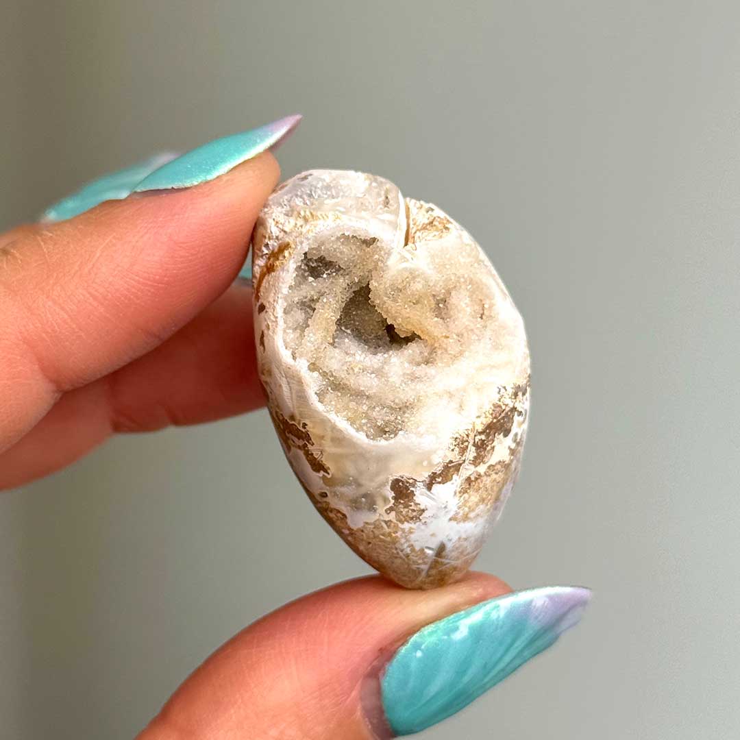 Kvarcos, Kristályosodott Tengeri csiga fosszília (7)