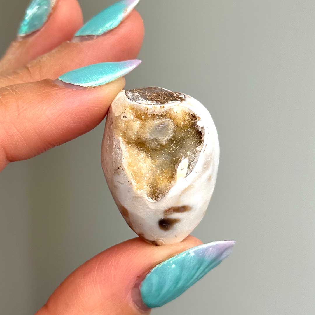 Kvarcos, Kristályosodott Tengeri csiga fosszília (6)