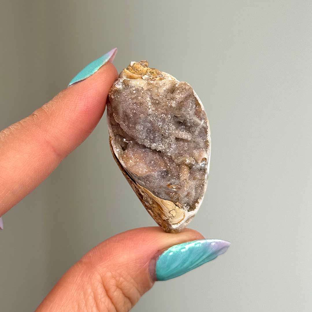 Kvarcos, Kristályosodott Tengeri csiga fosszília (4)