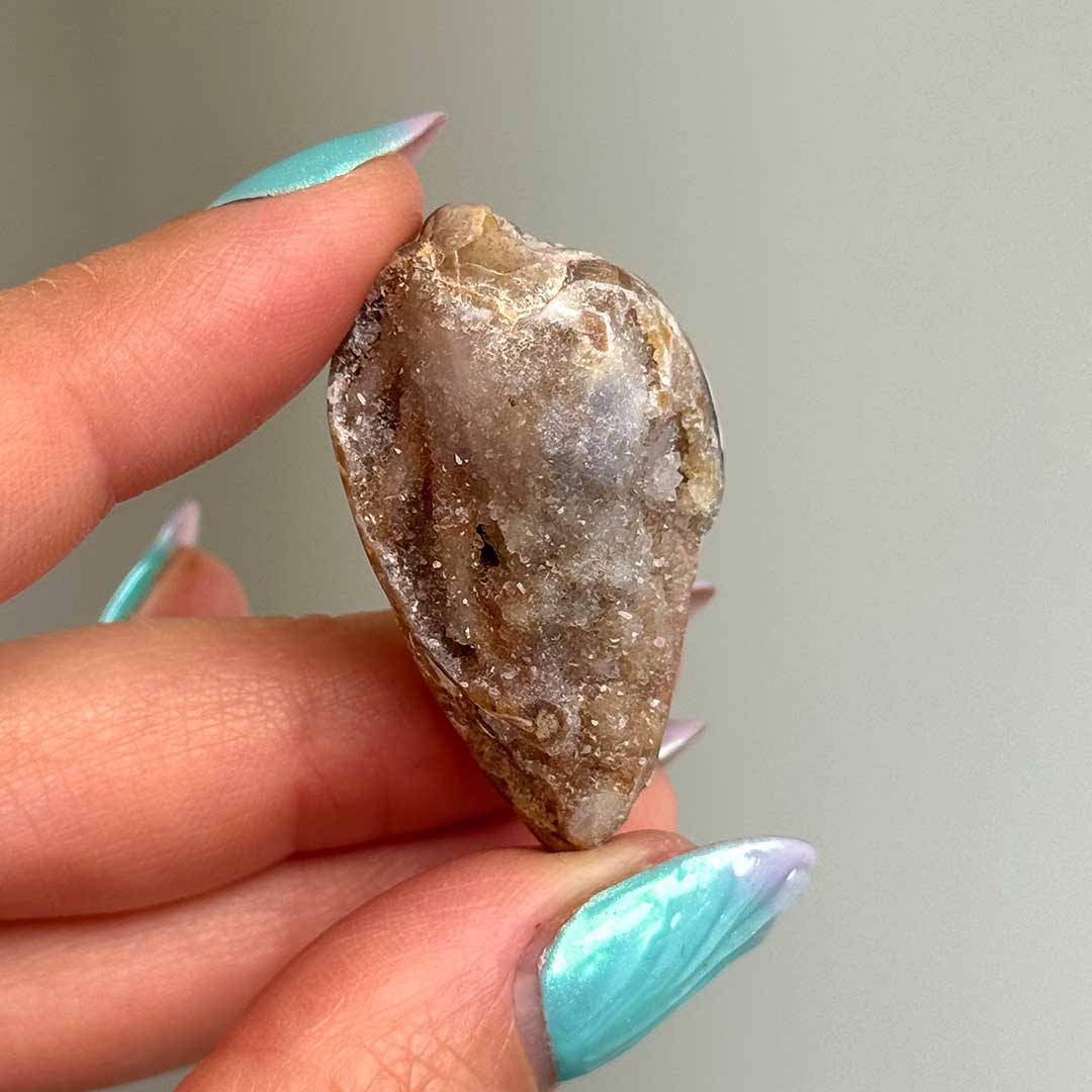 Kvarcos, Kristályosodott Tengeri csiga fosszília (1)