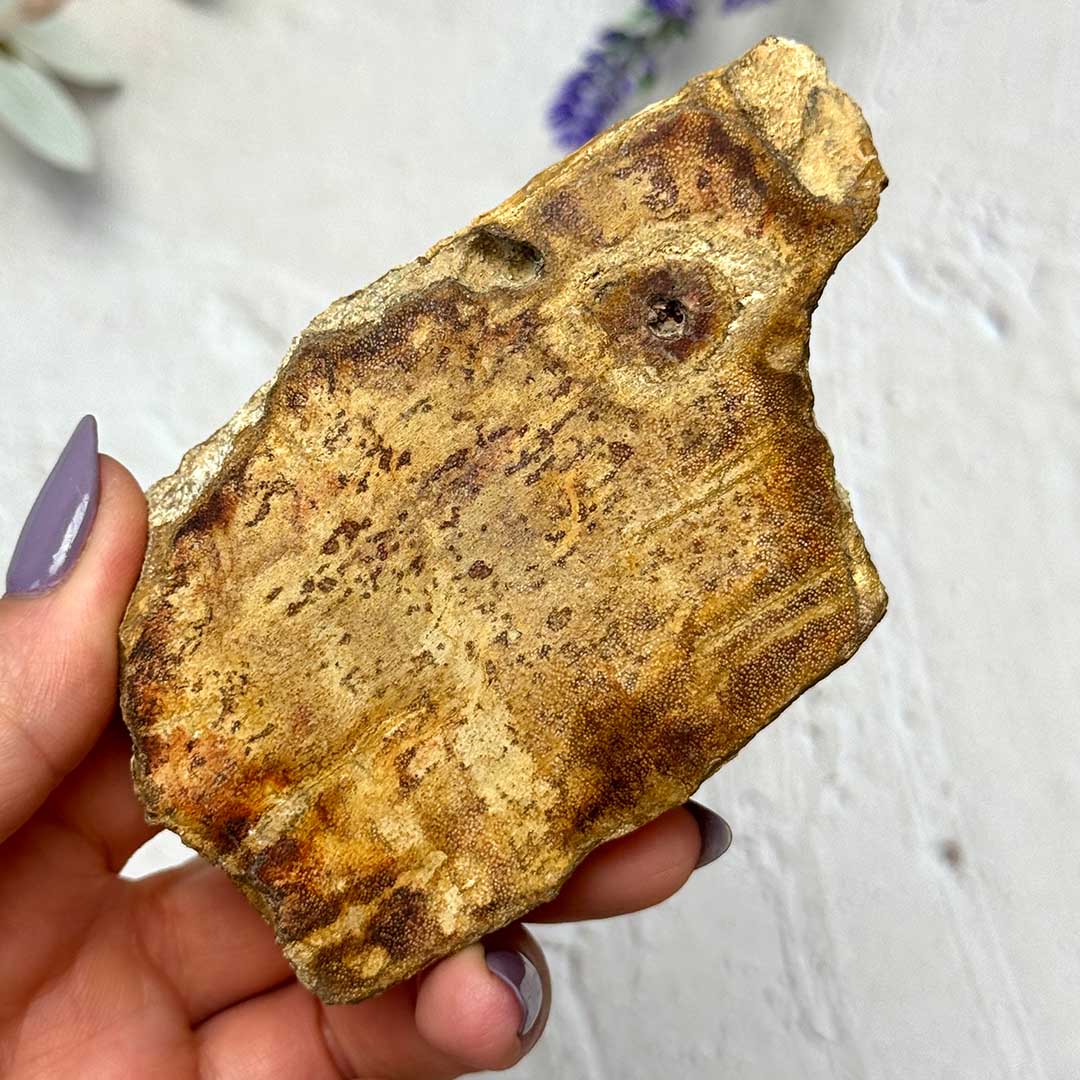 Indonéz Fa fosszília - megkövült fa szelet (6)