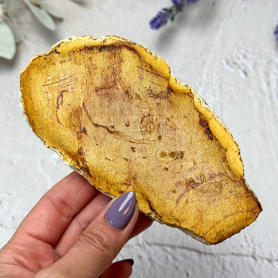 Indonéz Fa fosszília - megkövült fa szelet (4)