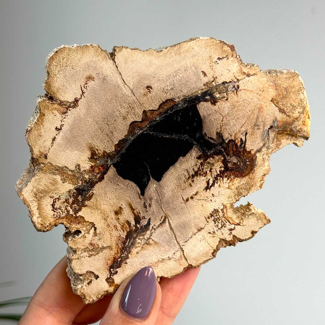 Indonéz Fa fosszília - megkövült fa szelet (3)