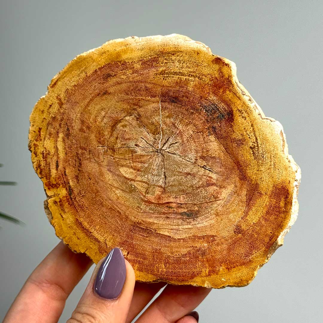 Indonéz Fa fosszília - megkövült fa szelet (2)