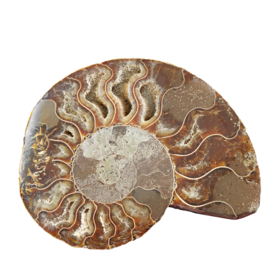 Ammonitesz pár, ősi kövület