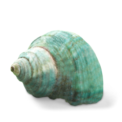 Seashell - kagyló nyaklánc