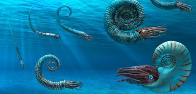Header-ammonites
