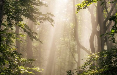 Morning-sun-rays-in-forest-2022-02-01-23-41-03-utc-1860x1200
