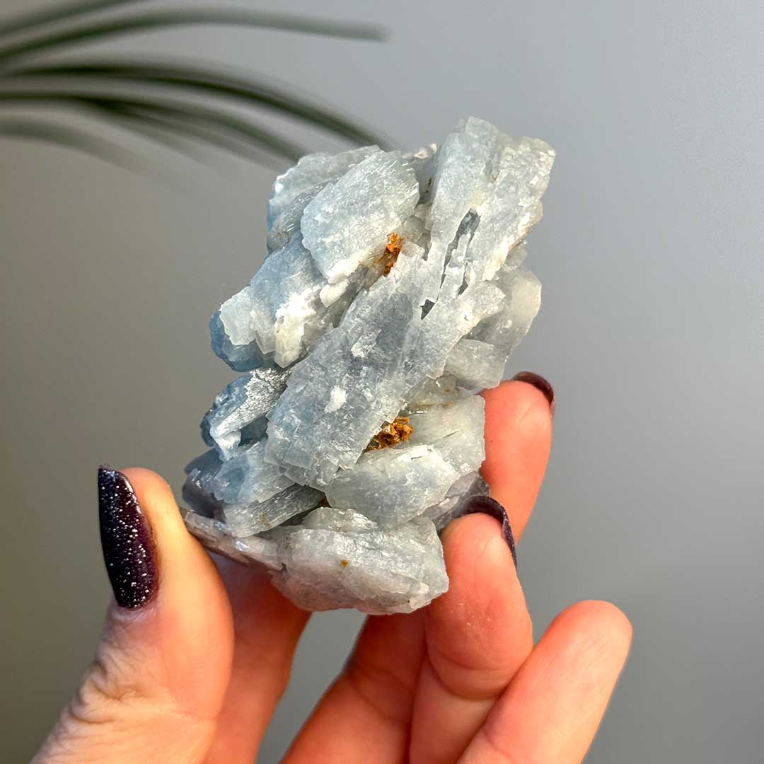 Marokkói kék Barit  - ritka! (4)