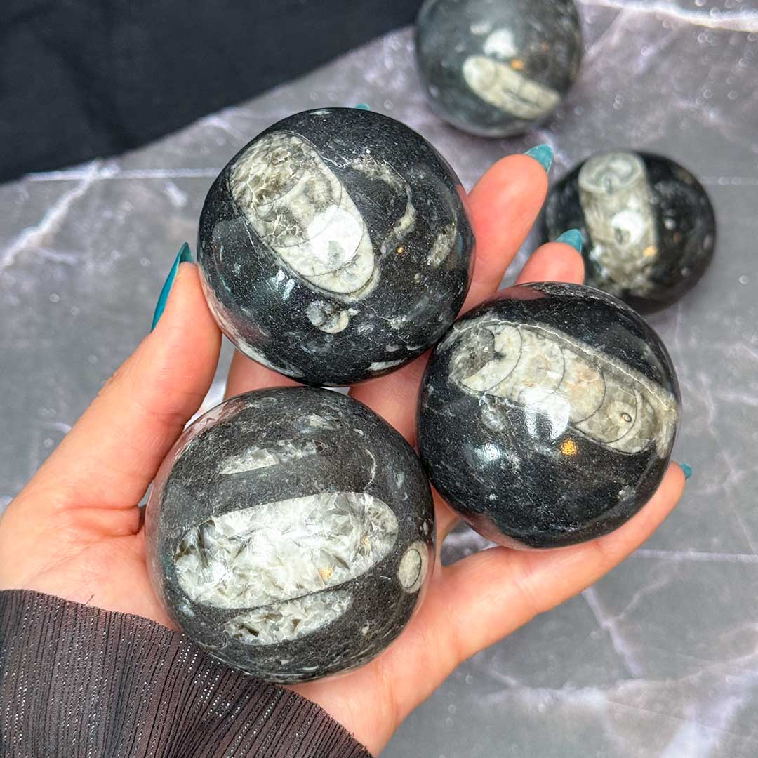 Ortocerász fosszília gömb