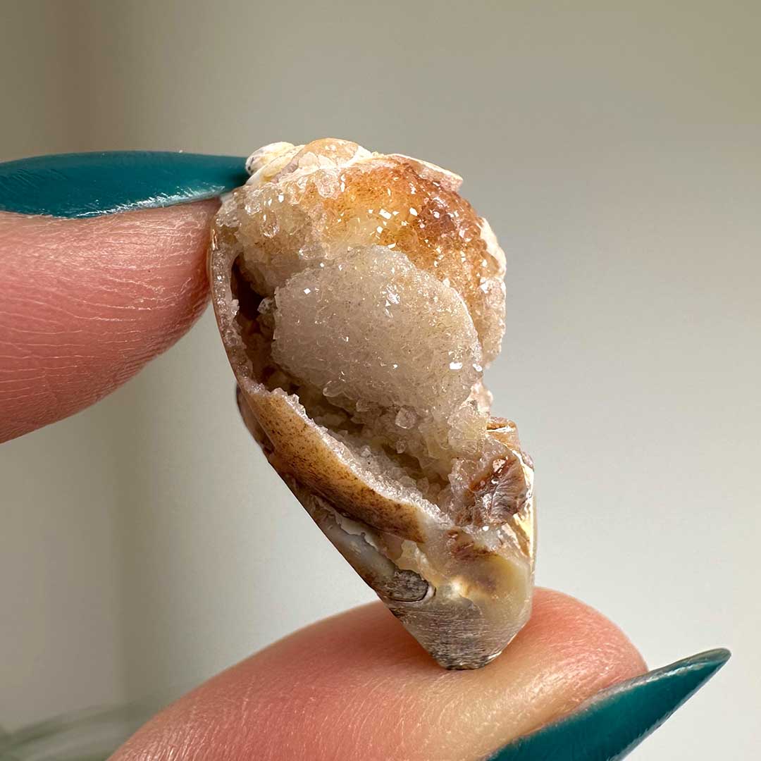 Kvarcos, Kristályosodott Tengeri csiga fosszília (8)