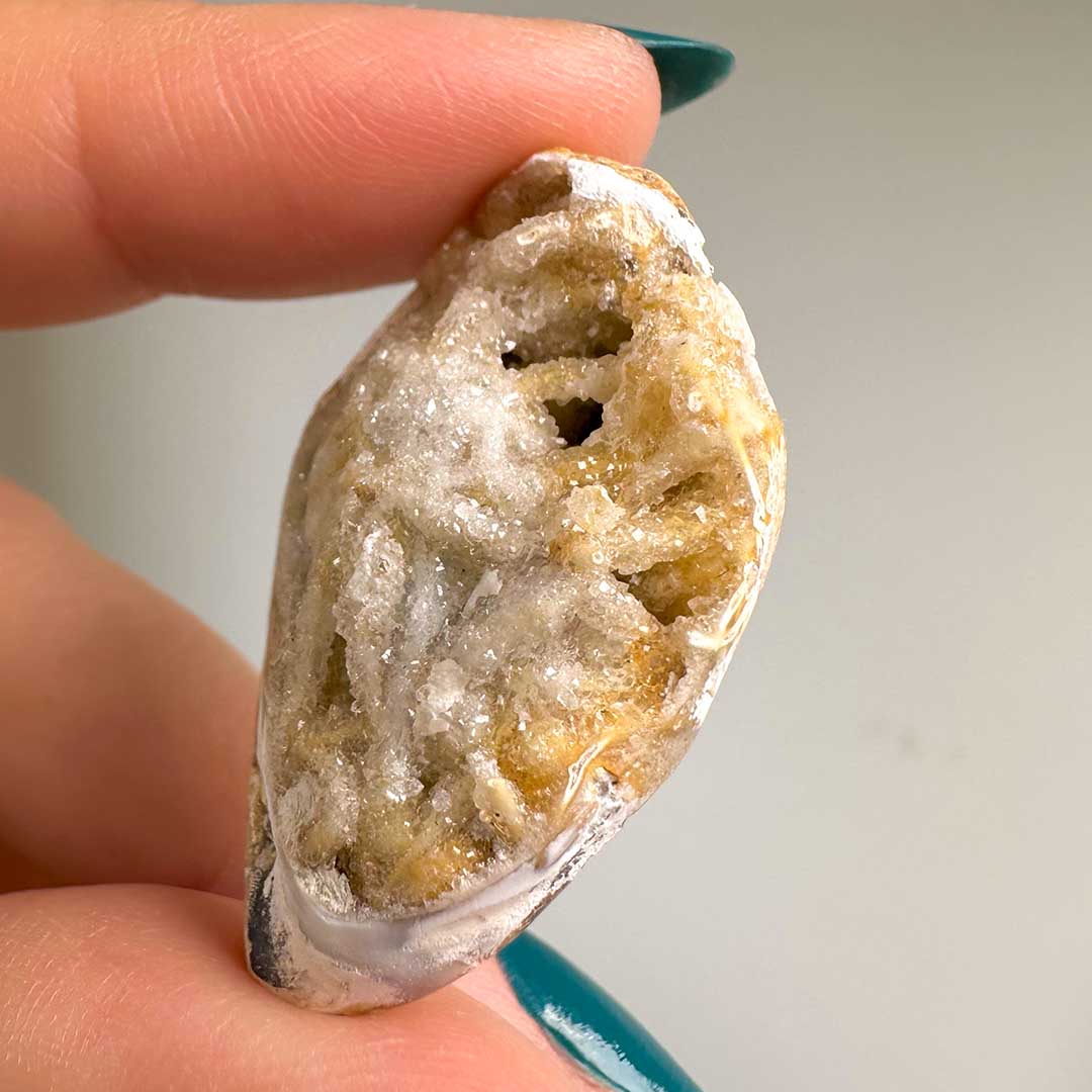 Kvarcos, Kristályosodott Tengeri csiga fosszília (9)